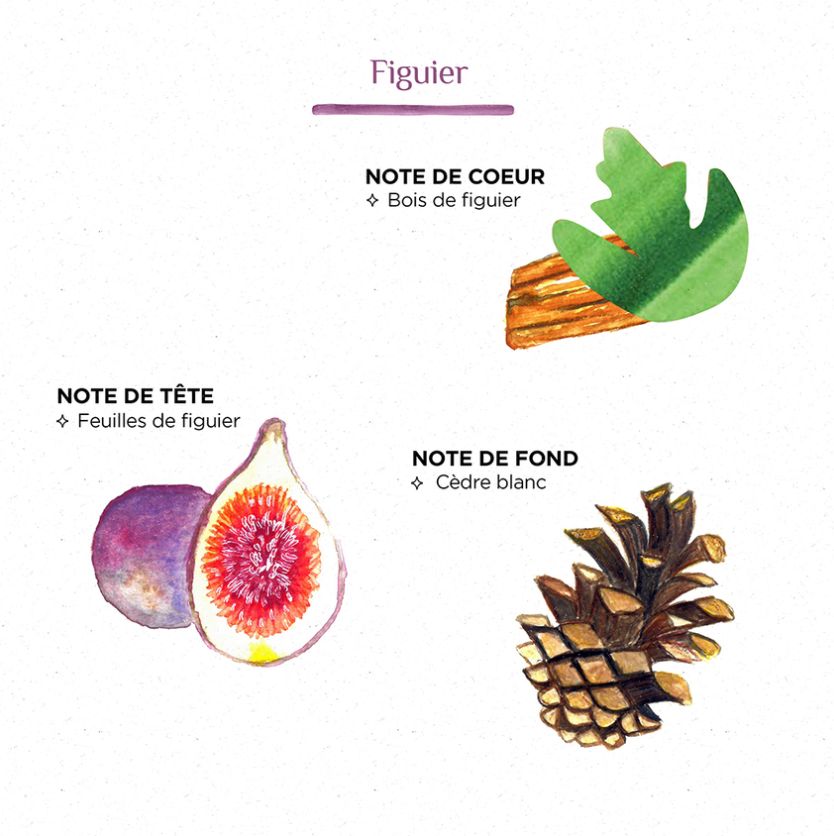 Spray d'ambiance FIGUIER